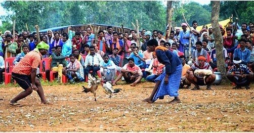 Cock Fight । मुर्गा लड़ाई