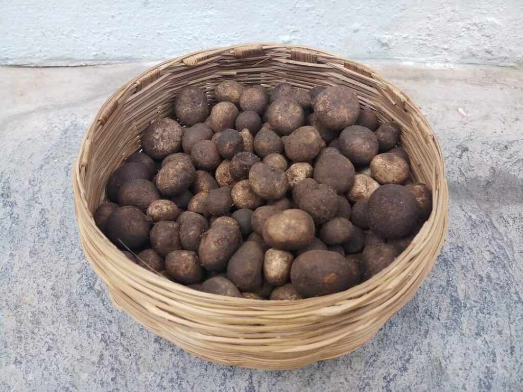 बोड़ा : दुर्लभ स्वाद की पहचान