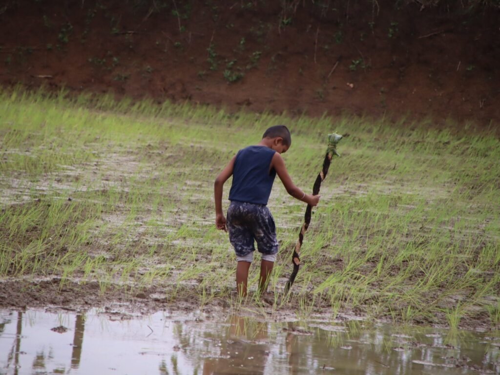 amus। बस्तर में खेतों की सुरक्षा के मनाया जाता है अमुस (amus) तिहार